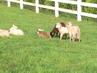 Lambs in the Sunshine