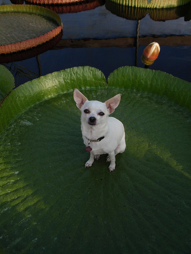 Lola on the Lilypad