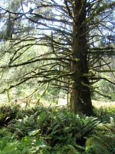 Scent of the fir trees