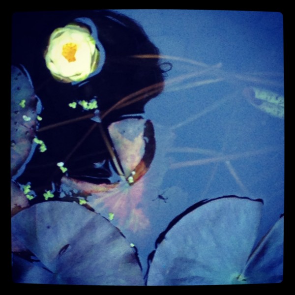 Waterlily, Japanese Garden