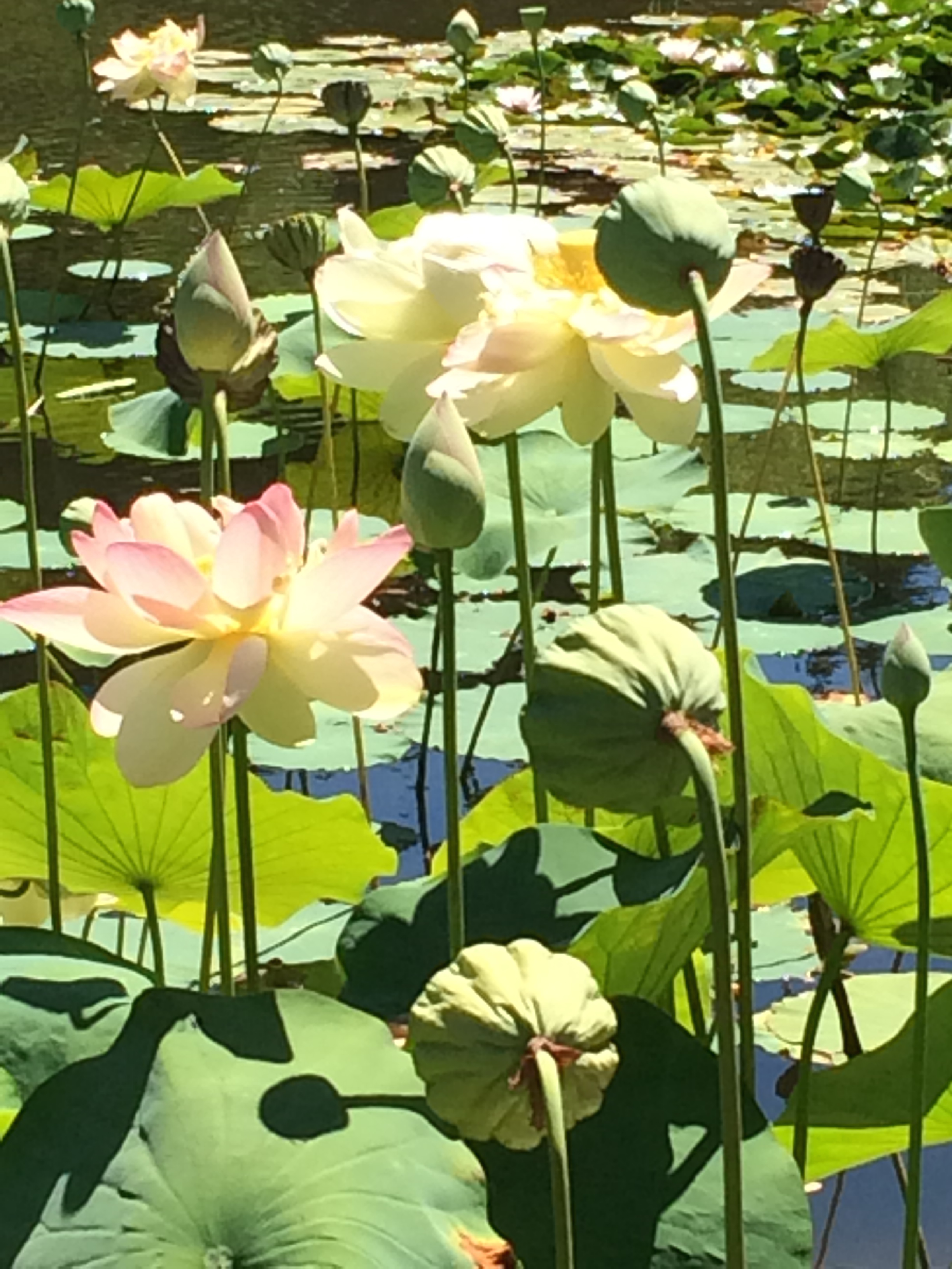 Art in the Garden